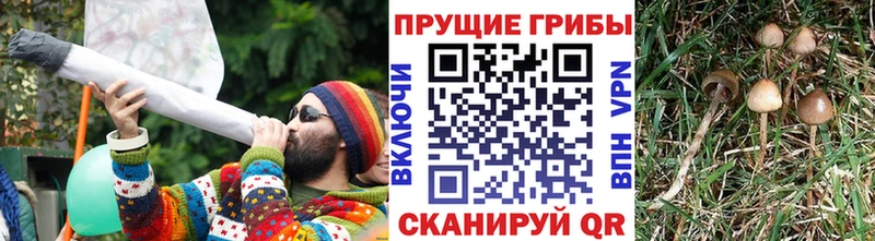 цена наркотик  Чудово  Псилоцибиновые грибы Psilocybe 